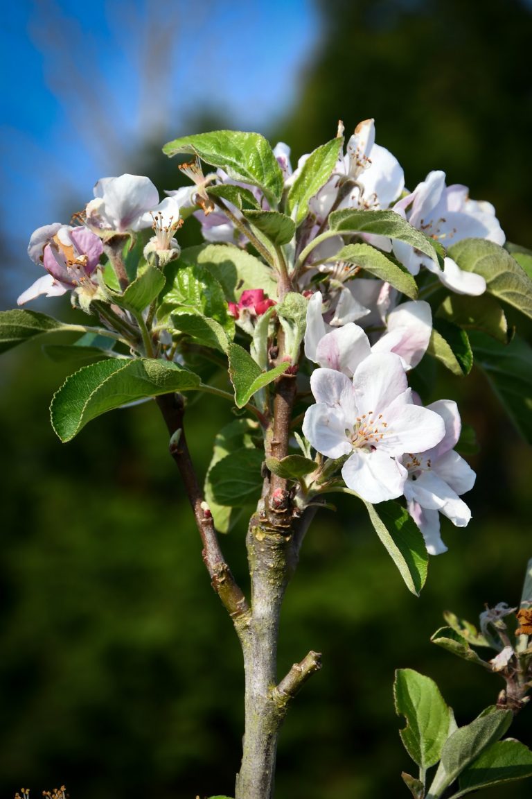 Fleur de pommier en rapprochées
