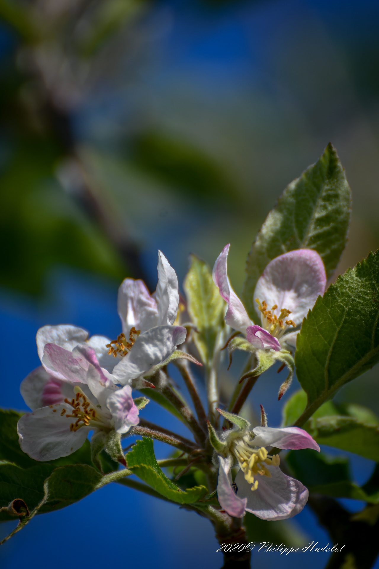 Photos cotentin, Fleur de pommier en rapprochées