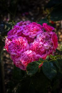 Photos détaillées du Parc-thabor-Rose à Rennes.
