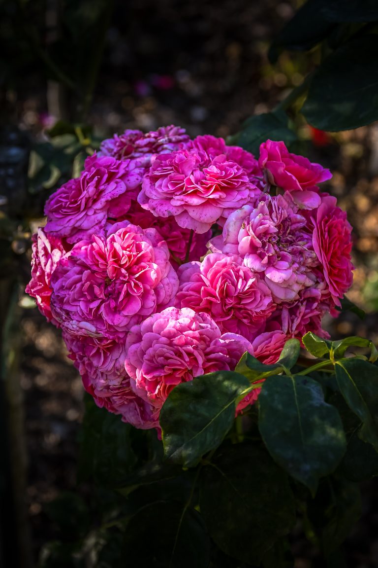 Photos détaillées du Parc-thabor-Rose à Rennes.