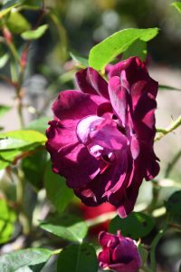 Photos détaillées du Parc-thabor-Rose à Rennes.