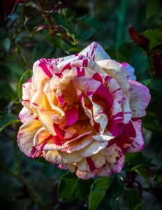 Photos détaillées du Parc-thabor-Rose à Rennes.