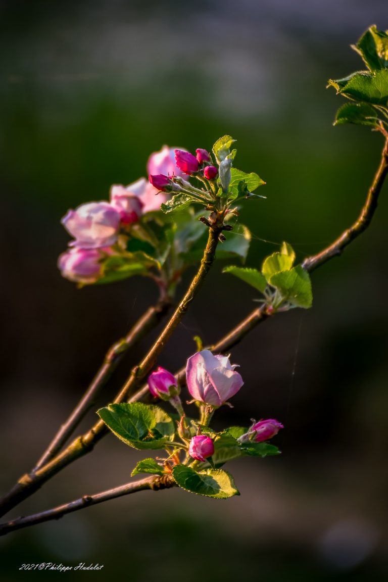 Photos cotentin, Photos détaillées des fleurs de pommiers