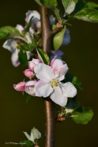 Photos cotentin, Fleur de pommier en rapprochées