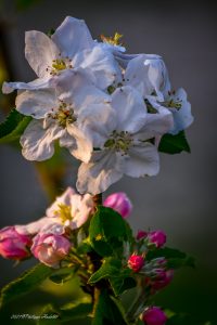 Photos cotentin, Fleur de pommier en rapprochées