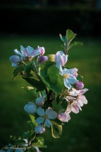 Photos cotentin, Fleur de pommier en rapprochées